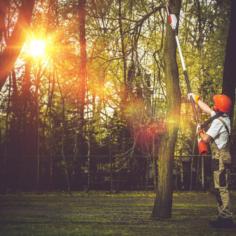 Morrinsville Tree Pruning Services