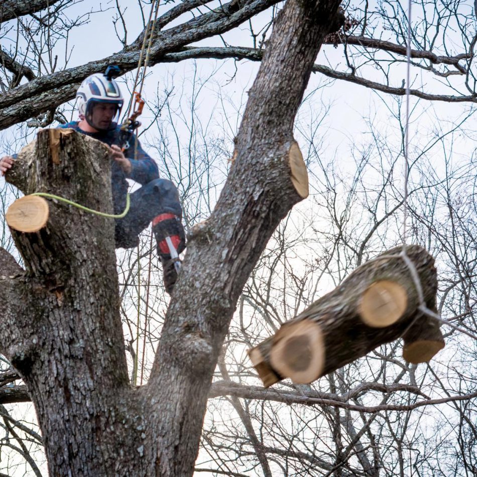 Our Tree Lopping Process in Morrinsville