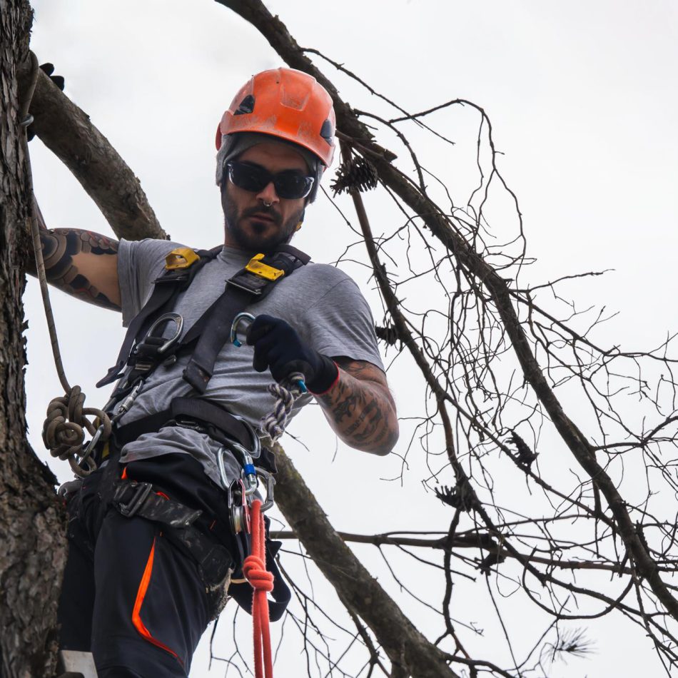 Tips for Finding the Top Morrinsville Tree Lopping Services