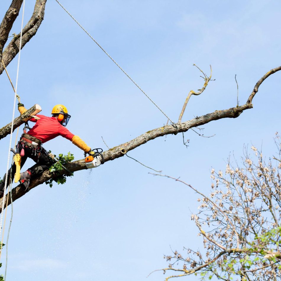 Morrinsville Tree Care Experts