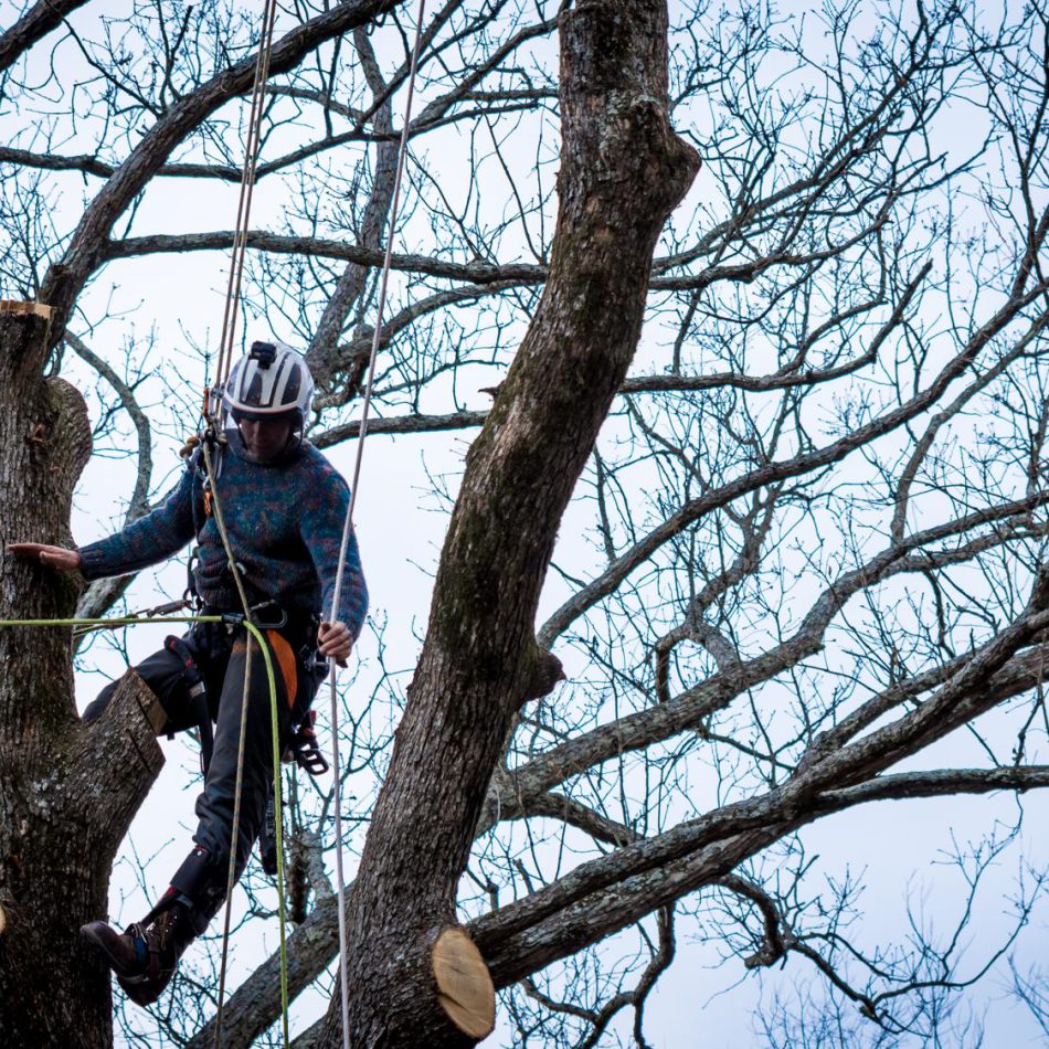 Tips for Finding the Right Morrinsville Tree Cutting Services