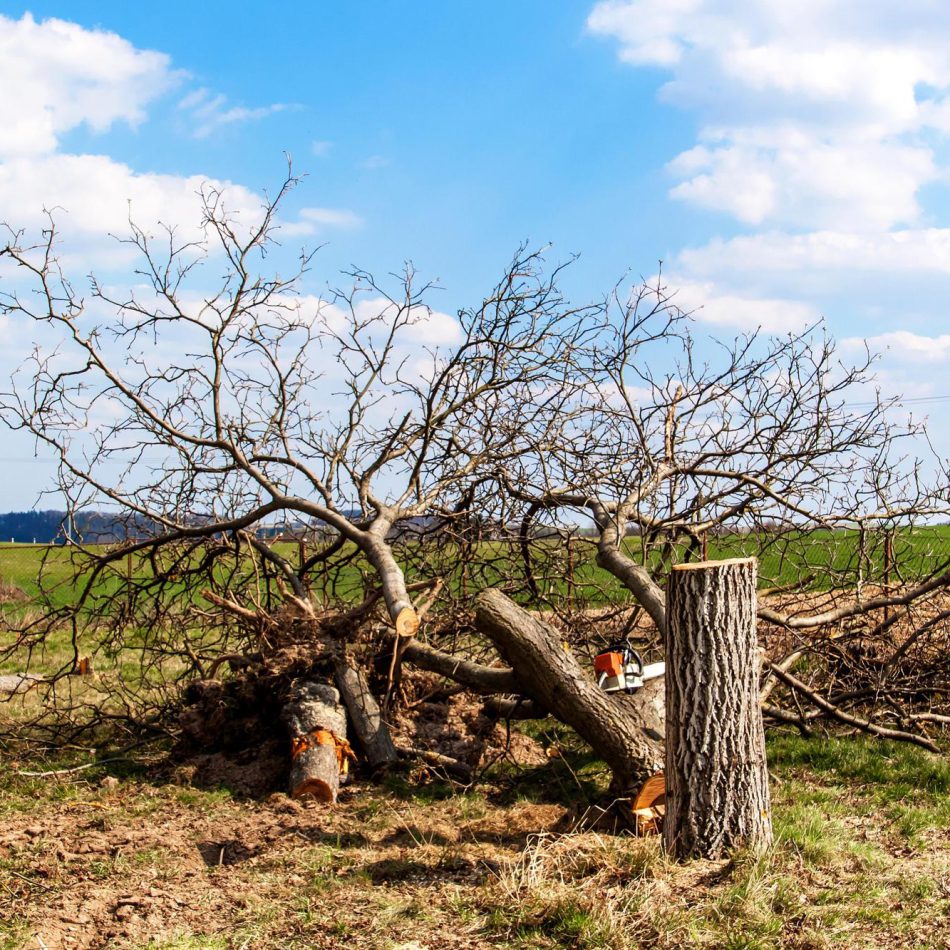 {Morrinsville's #1 Rated} Tree Services Company