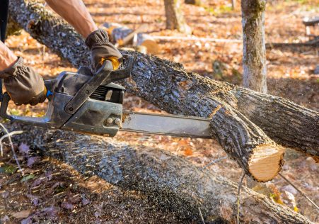 Tree Removal