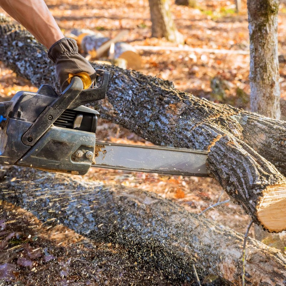 Inside Our Proven Tree Felling Method in Morrinsville