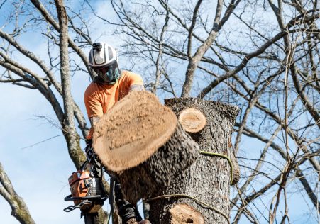Tree Cutting