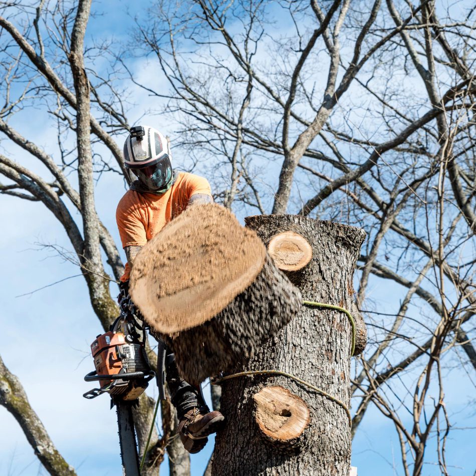 Morrinsville Tree Lopping Team