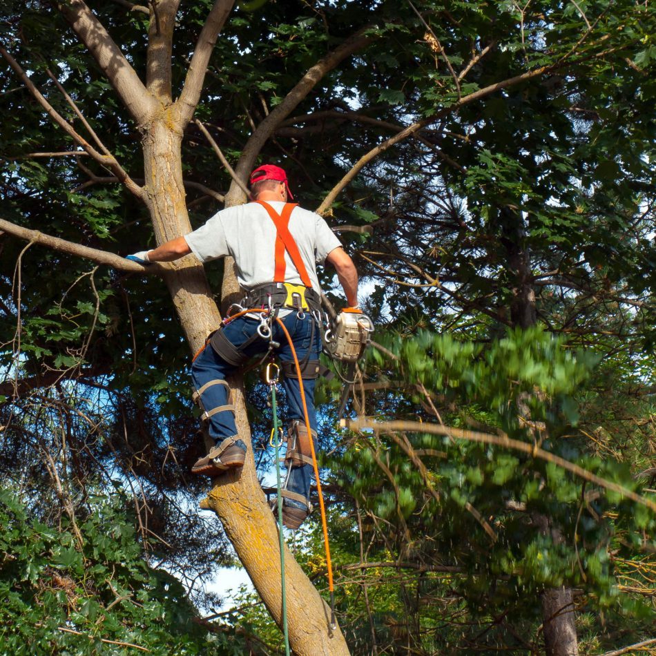 Key Benefits of Working with a Skilled Morrinsville's Best Tree Cutting Service