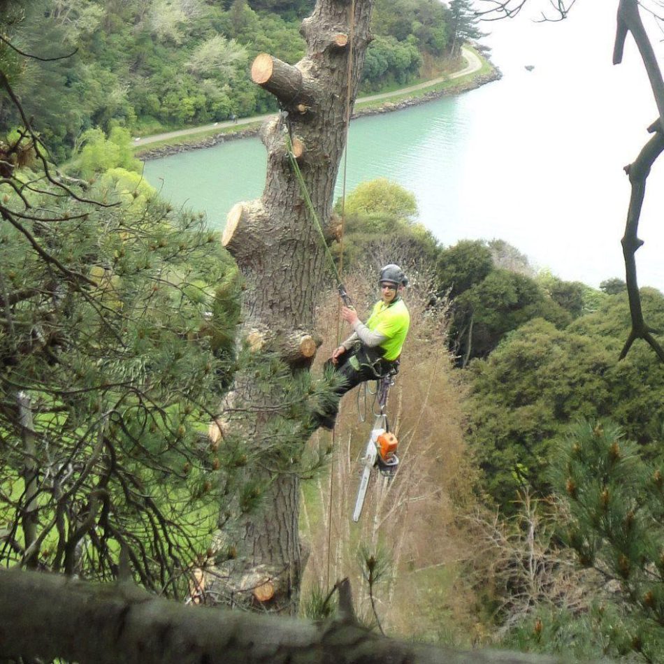 {Morrinsville's Leading} Tree Cutting Specialists