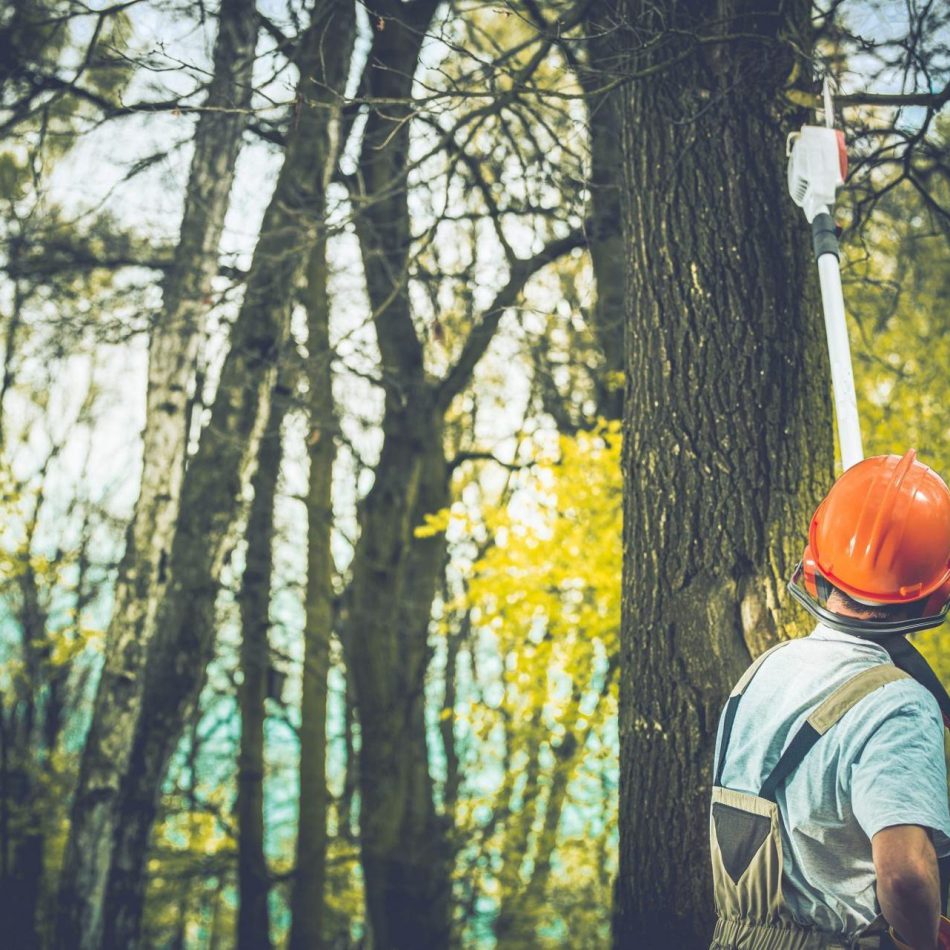 The Benefits of Going with a Professional Tree Pruning Company in Morrinsville