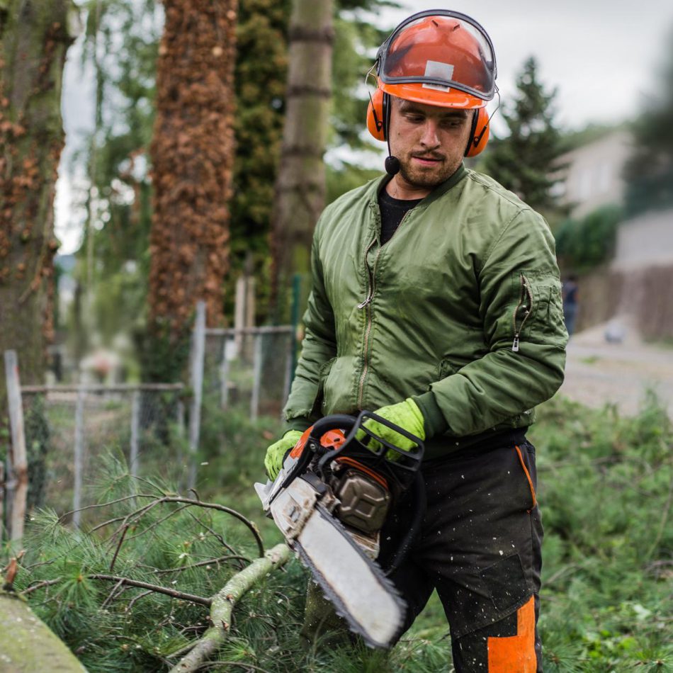 What to Expect from Our Tree Services Services in Morrinsville