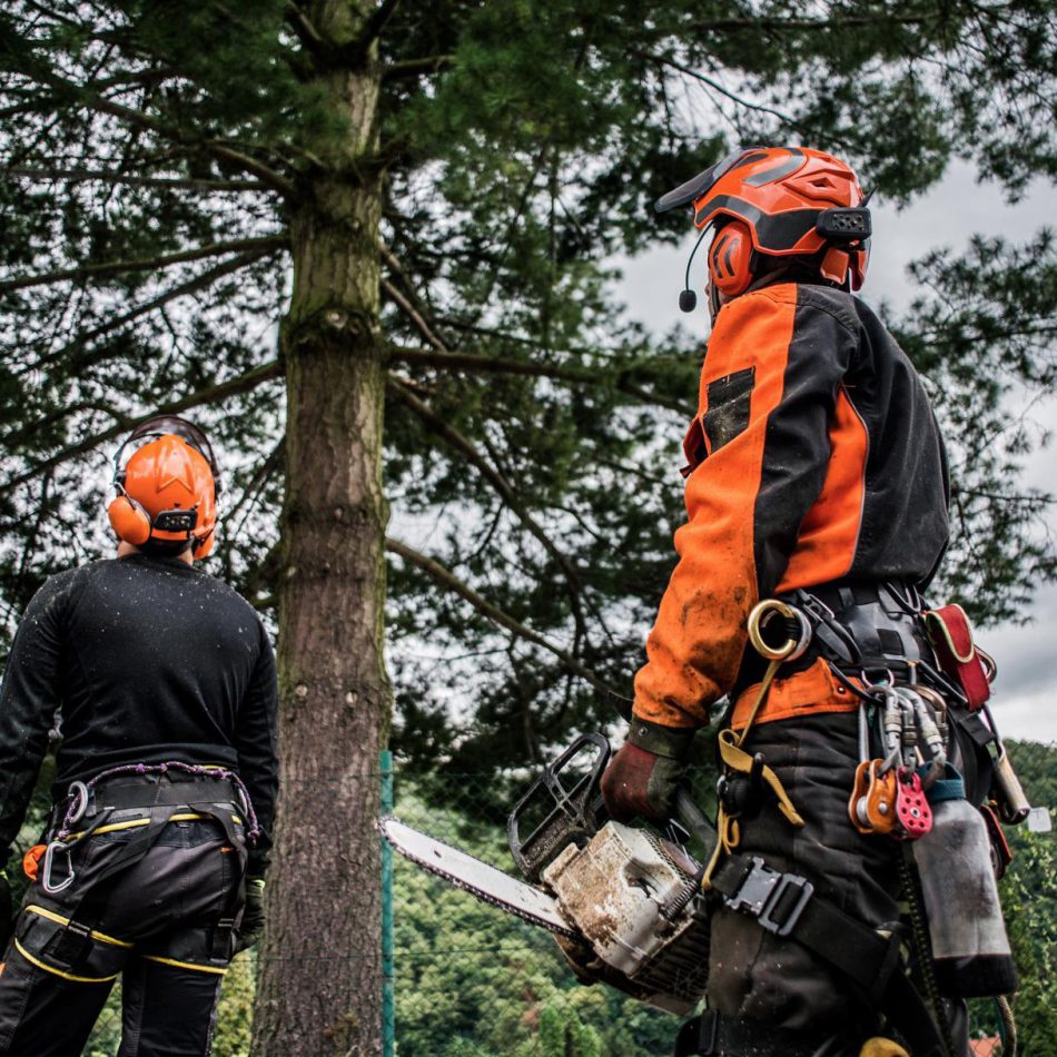 What to Expect from Our Tree Cutting Process in Morrinsville
