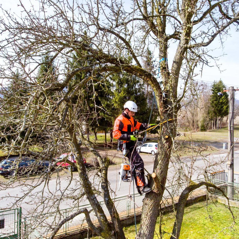 Morrinsville Tree Cutting Contractors