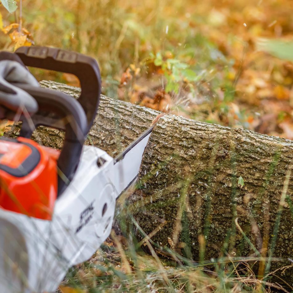 {Morrinsville's Highly Recommended} Tree Felling Experts