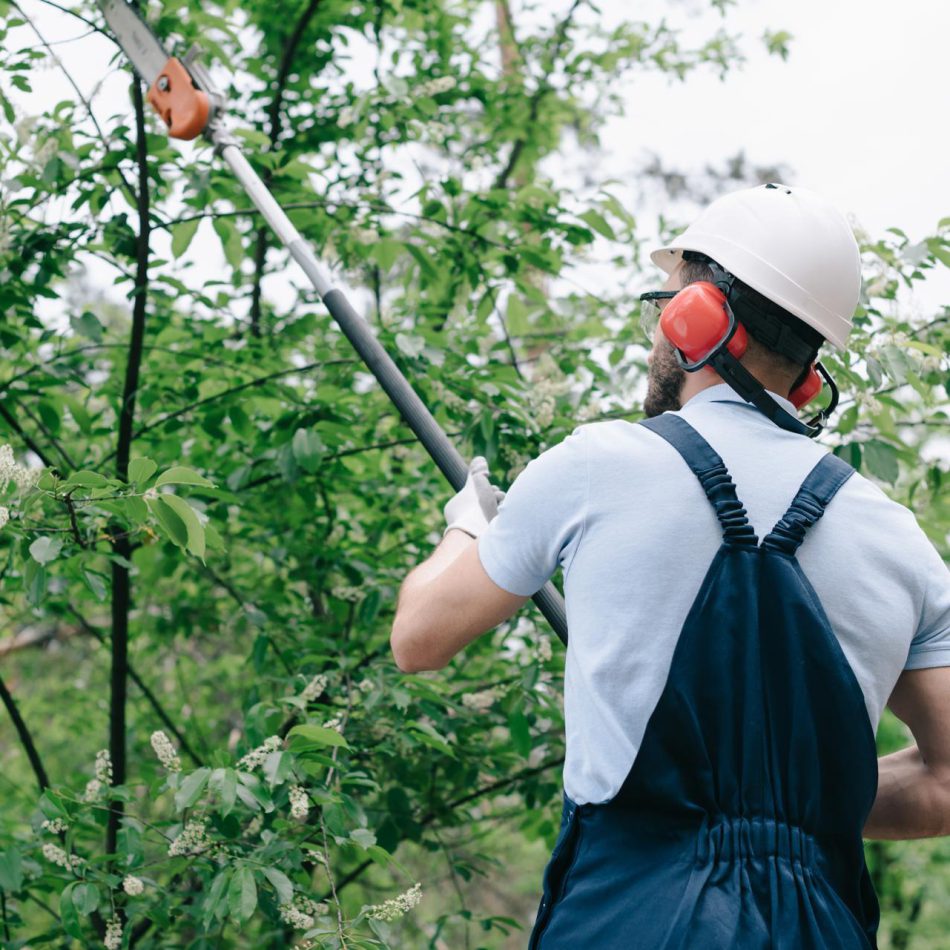How to Find the Right Morrinsville Tree Care Experts