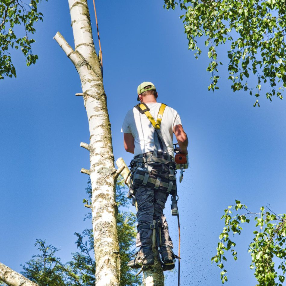 Key Benefits of Selecting a Skilled Morrinsville's Best Tree Lopping Company